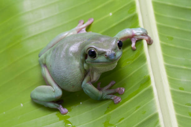 de cerca rana arbórea volcó / rana arbórea blanca - whites tree frog fotografías e imágenes de stock