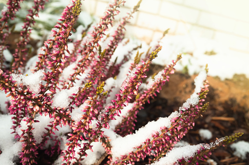 Heather flowers covered with snow, natural macro photo. Calluna vulgaris known as common heather, ling, or simply heather