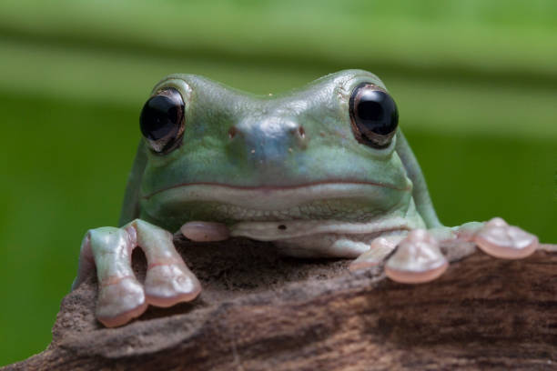 крупным планом свалки древой лягушки / белая древо лягушка - whites tree frog стоковые фото и изображения