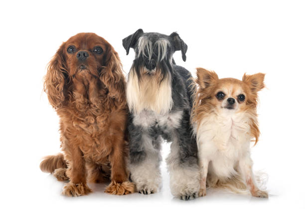 istock miniature schnauzer and cavalier king charles 1275771225