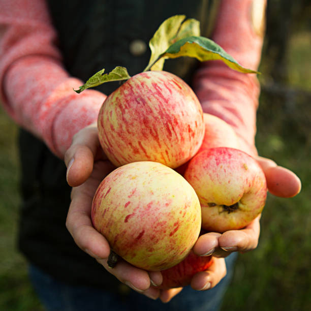 istock Pink with stripes fresh apples from branches in women's hands on a dark green background. 1275771446