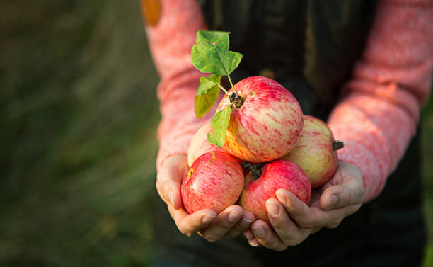 istock Pink with stripes fresh apples from branches in women's hands on a dark green background. 1275771451