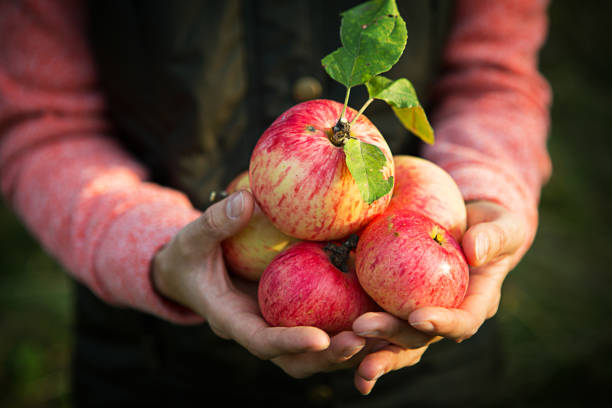 istock Pink with stripes fresh apples from branches in women's hands on a dark green background. 1275771460