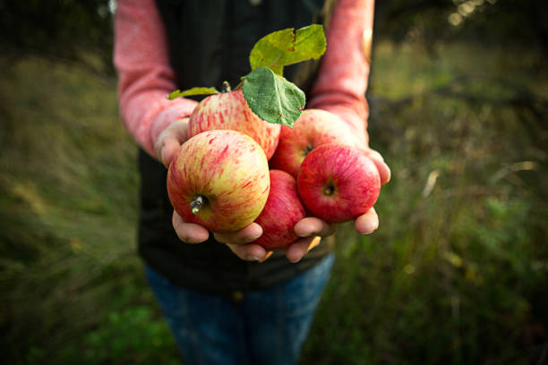 istock Pink with stripes fresh apples from branches in women's hands on a dark green background. 1275771462