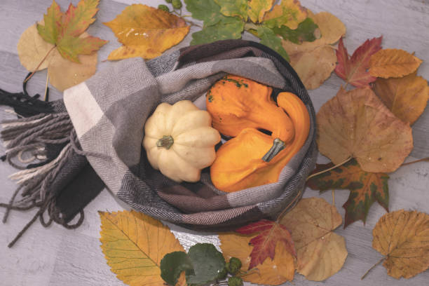 istock Yellow pumpkin in a scarf. 1275772085
