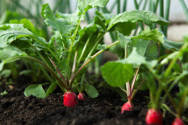 Red fresh radish growing from the ground, closeup.