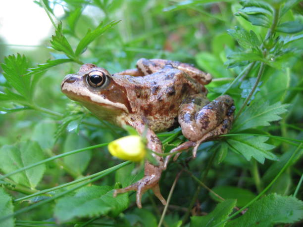 istock baby frog in grass 1275773147