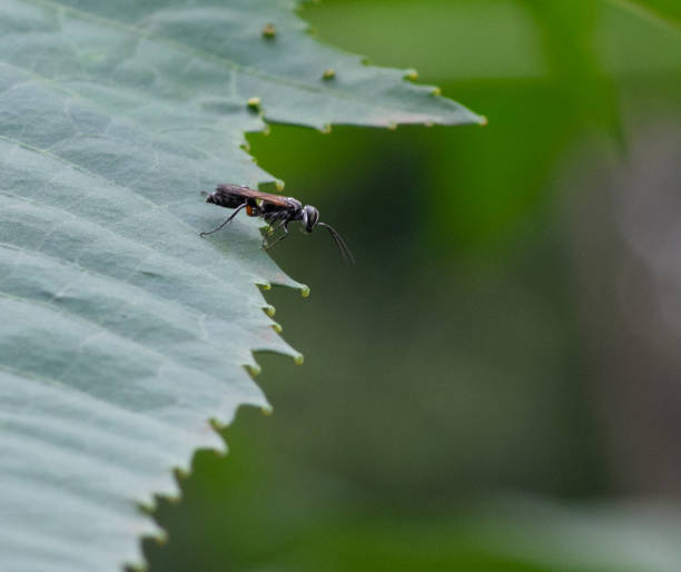 istock Winged ant on the edge of a leaf ready to take off 1275774209