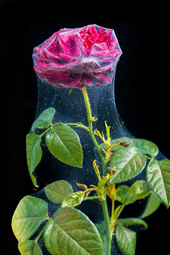 Spider Mites Raspberry Spider Mite On A Raspberry Rose Stock Photo - Download Image Now ...