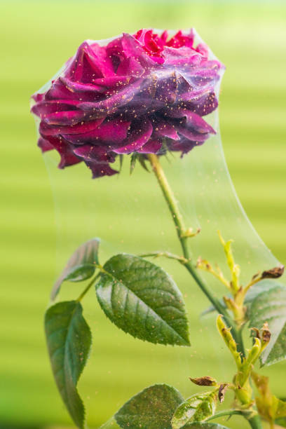 un acaro su una rosa, avvolgendo il bocciolo, il tronco e le foglie. - petal bud plant agriculture foto e immagini stock