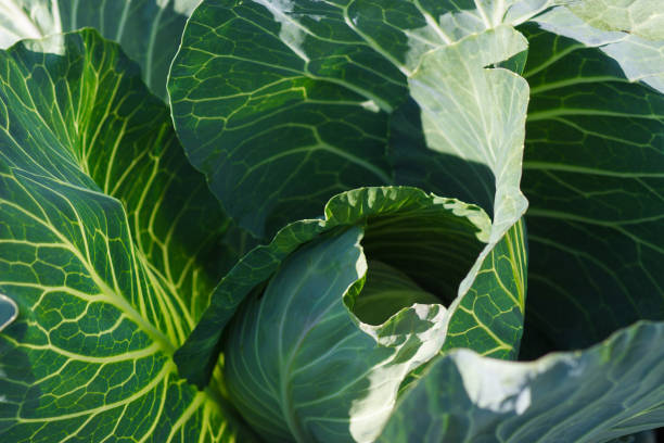 istock Cultivated plant as a vegetable, having thick green leaves 1275777518
