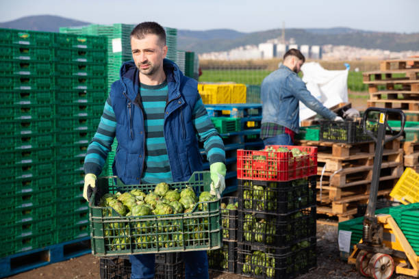 istock Experienced adult farmer working on vegetable plantation, stacking plastic boxes with freshly harvested artichokes 1275778561