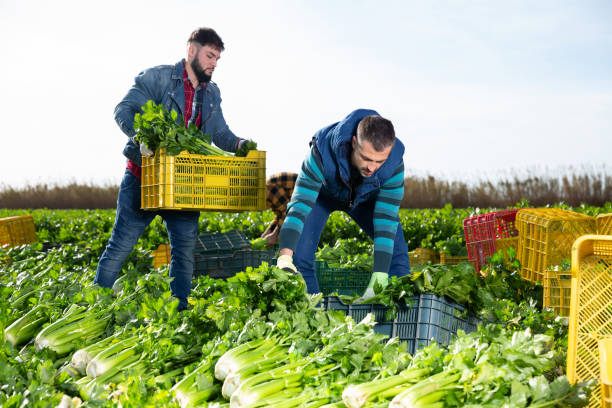 istock Farmers putting harvested celery in boxes 1275778594