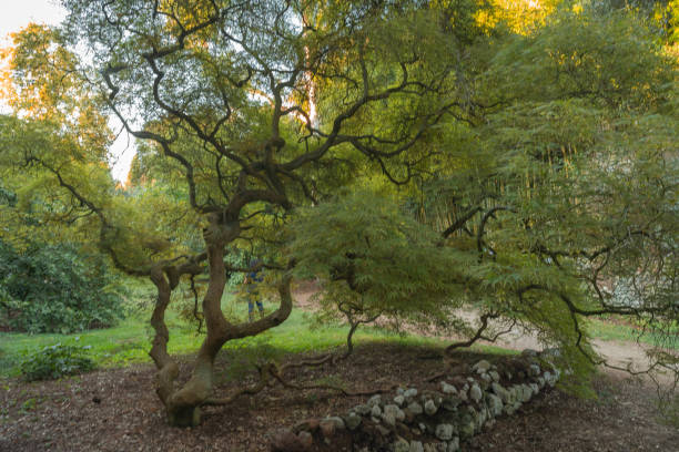 ttree with a curved, forked japanese-style trunk in the Nymph Gardens in the Latina province of Italy Image of ttree with a curved, forked japanese-style trunk in the Nymph Gardens in the Latina province of Italy sermoneta stock pictures, royalty-free photos & images