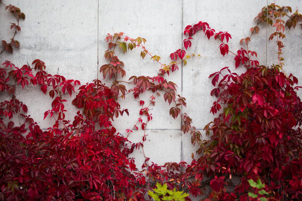 istock concrete wall covered in ivy with red leaves 1275778920