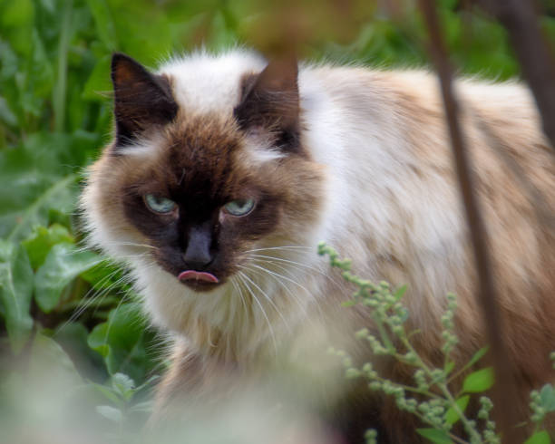 istock Domestic cat among the grass 1275778990