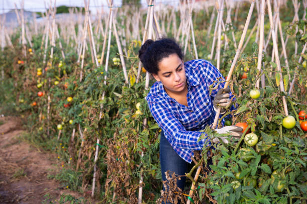 istock Female farm worker gathering crop of tomatoes 1275779931