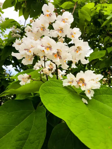 Catalpa tree with large leaves and small white flowers.