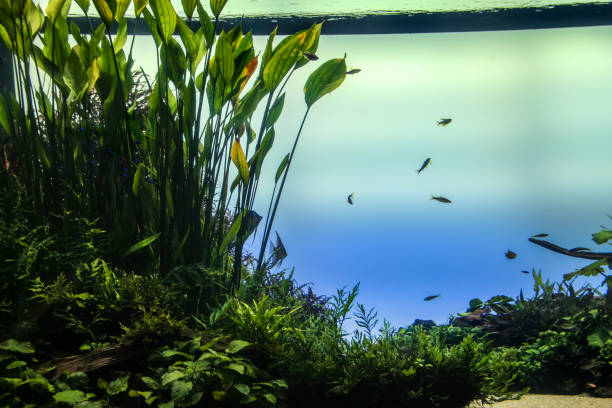 istock aquarium with fish and vegetation 1275785526