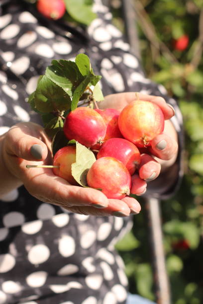 istock garden apples in women's hands 1275788942
