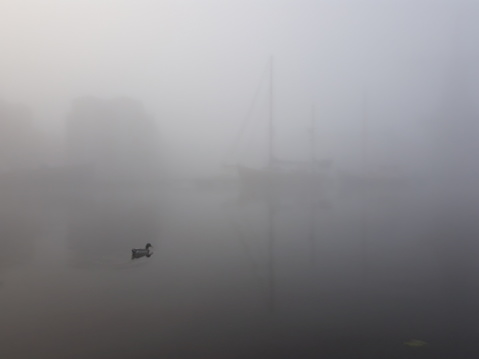 A foggy morning during autumn in Haarlem, The Netherlands