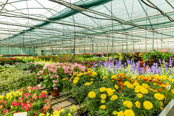 istock Ornamental plants and flowers 1275789414