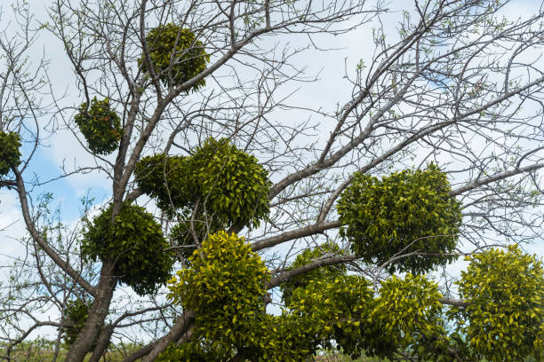 Sprouting Mistletoe 440+ Growth Mistletoe Creeper Plant Parasitic Stock Photos, Pictures ...