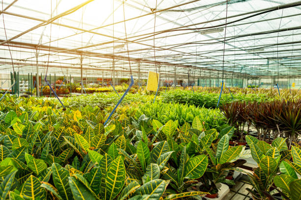 istock Business agriculture botanical gardening 1275791325