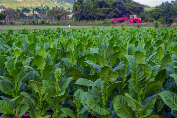 istock Tobacco field in Cuba 1275792213