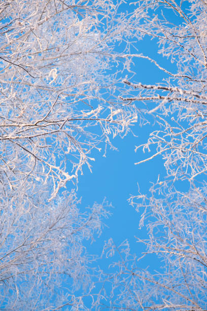 istock Winter forest with trees covered in snow and frost 1275792844