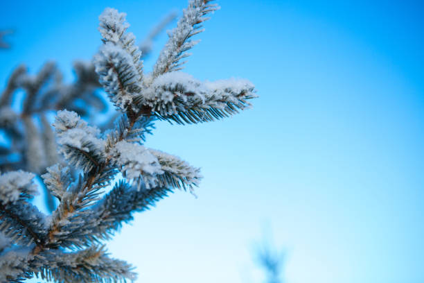 istock Winter forest with trees covered in snow and frost 1275793089