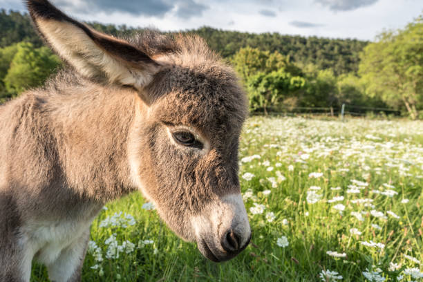 âne de chéri pour la première fois dans le pré d’été - baudet photos et images de collection