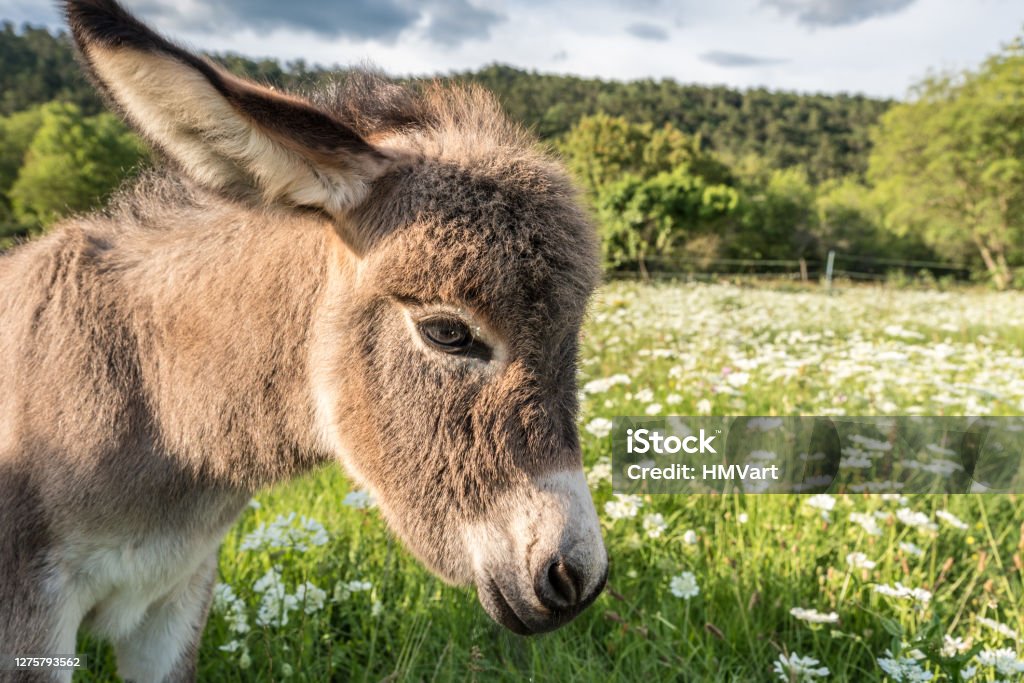 Baby Donkey for the First Time in the Summer Meadow Donkey Stock Photo