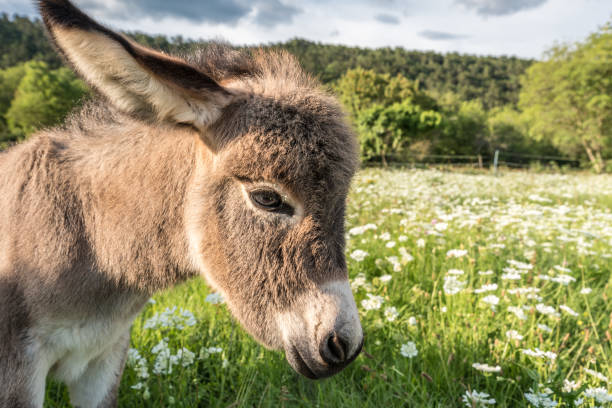 baby donkey för första gången på summer meadow - åsnedjur bildbanksfoton och bilder