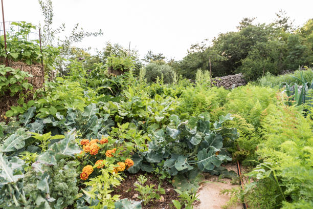 istock Organic Grown Vegetable Garden in Summer 1275793564