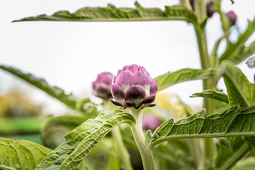 Fresh artichokes in garden, Vegetables for a healthy diet. Horticulture in Sicily, Italy