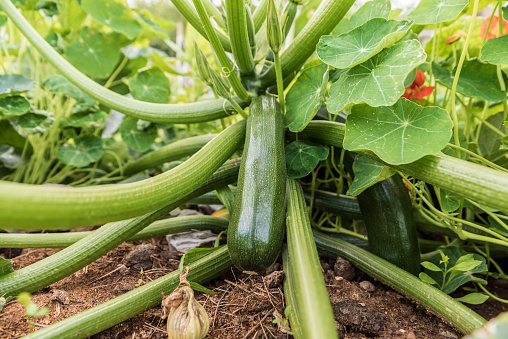 Organic Grown Zucchini in Summer Vegetable Garden