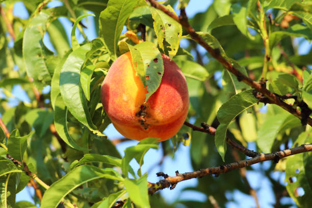 istock Peach-  organic food. 1275794655