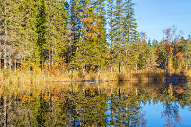 森の水面反射 - boreal forest lake riverbank waters edge ストックフォトと画像