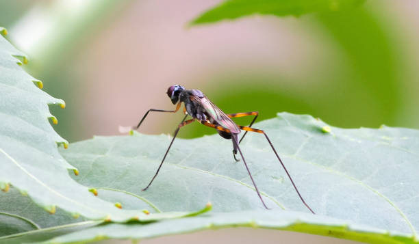 istock Close-up rear view of stilt legged fly 1275796572