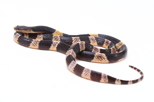 istock Highly venomous, Malayan krait or blue krait (Bungarus candidus) isolated on white background 1275797175