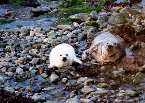 великий атлантический тюлень и кормление щенков - grypus стоковые фото и изображения