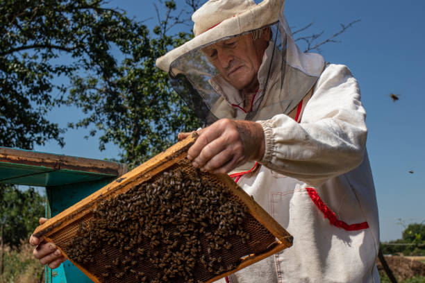 istock A man holds a frame with bees in his hands. A suit for a beekeeper, a jumpsuit and a mesh cap protection on the head. 1275797640
