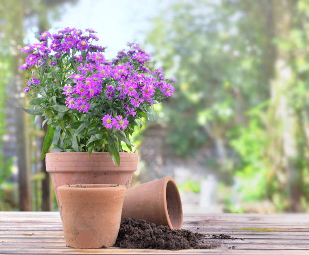istock aster flowers blomming in a flower pot on a table in garden 1275797784