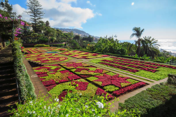 木植物園 - formal garden tropical climate park plant ストックフォトと画像