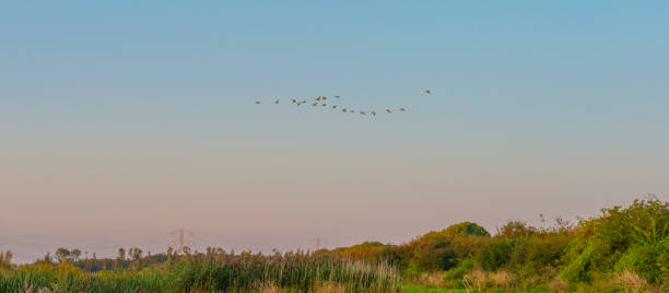 istock Geese flying in a colorful sky at sunrise in an early morning at fall 1275798708