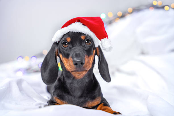 lustige ernsthafte dackel welpen in santa mütze liegt auf dem bett warten auf festliche wunder am weihnachtsabend bereit für traditionelle gruß der familie, verschwommenen hintergrund mit funkelnden girlande - christmas dachshund dog pets stock-fotos und bilder