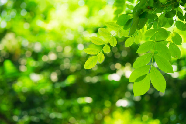 istock Closeup nature view of green leaf 1275802206