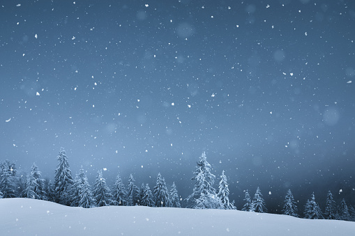 Winter background with snowcapped pine trees and snowflakes falling from the sky.