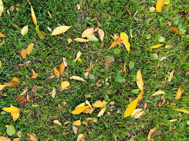istock Autumn orange leaves on green grass. 1275804998